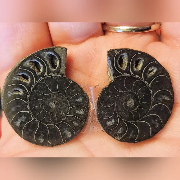 Black Split Ammonite Shell Fossil. Crystal Collector. - Picture 2 of 5
